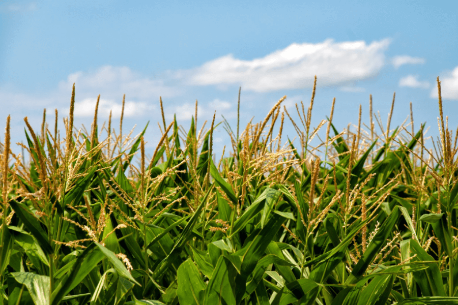 Corn Allergy Explained